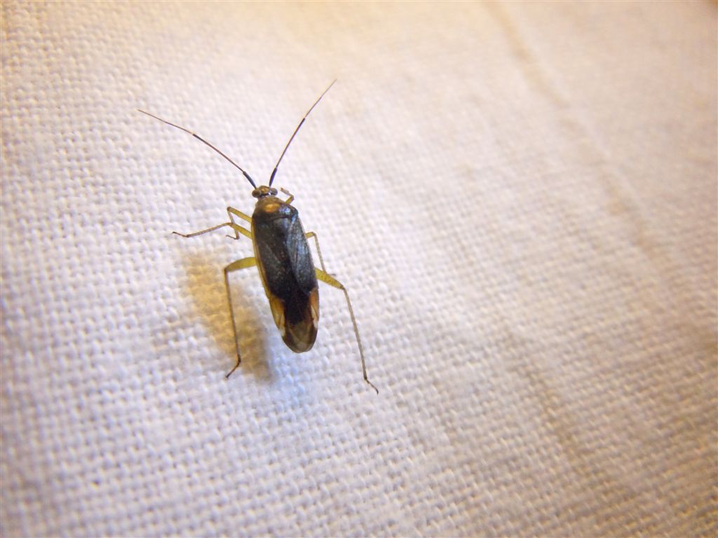 Miridae: Closterotomus trivialis della Campania (NA)